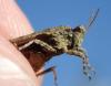 219900 – Photo : ARTHROPOLOGIA - Rémi Chabert – France (38)